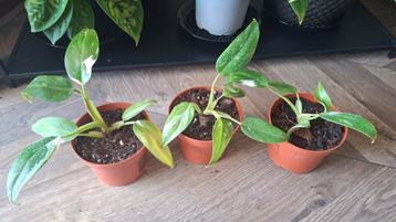 Philodendron White Princess  beschikbaar voor biedingen