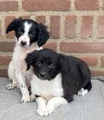 Prachtige BORDER COLLIE x FRIESE STABIJ pups, Dieren en Toebehoren, Honden | Niet-rashonden, Nederland, CDV (hondenziekte), 8 tot 15 weken