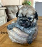Pekingees pups, 8 tot 15 weken, CDV (hondenziekte), Meerdere, Meerdere dieren