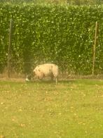 Bonte Ram, Dieren en Toebehoren, Schapen, Geiten en Varkens, Mannelijk, Schaap