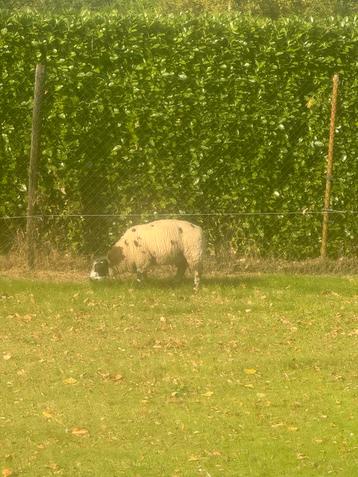Bonte Ram beschikbaar voor biedingen