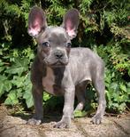 Franse bulldog pups, Parvo, Reu, 8 tot 15 weken, Bulldog