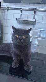 blauw Brits korthaar kater, Dieren en Toebehoren, Katten en Kittens | Raskatten | Korthaar, Poes, Ontwormd, 0 tot 2 jaar