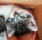 MOGEN NU WEG  NIEUWE FOTO' X  KITTENS wollig halflang haar♥, Dieren en Toebehoren, Katten en Kittens | Overige Katten, Poes