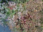 Aster divaricatus, Ophalen, Volle zon