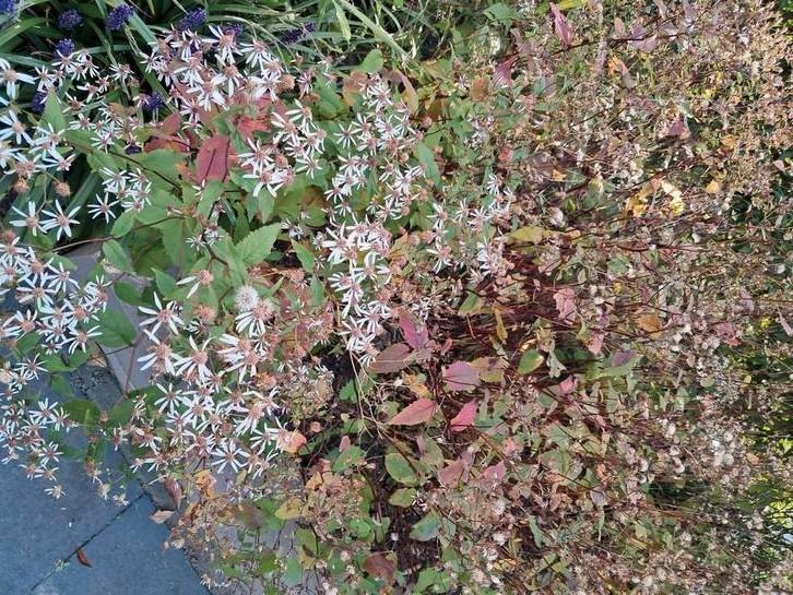 Aster divaricatus, Tuin en Terras, Planten | Tuinplanten, Volle zon, Ophalen
