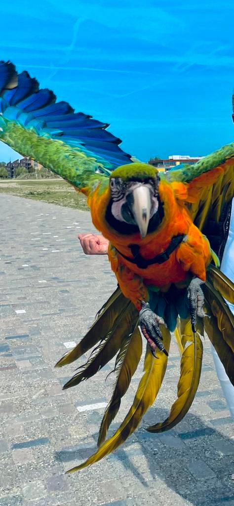 Ara harlekijn free fly, Dieren en Toebehoren, Vogels | Parkieten en Papegaaien, Papegaai, Mannelijk