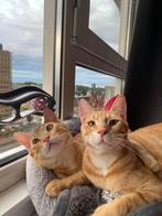 Ter adoptie: Renji & Ichi (in Schiedam), Dieren en Toebehoren, Kater, Kortharig, 3 tot 5 jaar