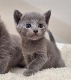 Prachtige zuivere Blauwe Rus kittens, Dieren en Toebehoren, Katten en Kittens | Raskatten | Korthaar, Meerdere dieren, Gechipt