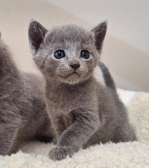 Prachtige zuivere Blauwe Rus kittens, Dieren en Toebehoren, Katten en Kittens | Raskatten | Korthaar, Meerdere dieren, 0 tot 2 jaar