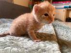 Maine coon / Britse korthaar kittens, tabby, Dieren en Toebehoren, Katten en Kittens | Raskatten | Langhaar, Meerdere dieren, Ontwormd