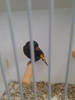 Zwarte sijs, Mannelijk