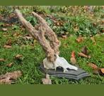 Enorme Ree bok met bast gewei! Verzameling educatie veluwe, Ophalen of Verzenden, Zo goed als nieuw, Hert, Gewei of Kop