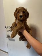 Labradoodle cobberdog medium, Particulier, Rabiës (hondsdolheid), Meerdere, 8 tot 15 weken