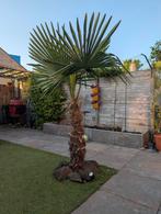 mooie winterharde palm in de grond., Ophalen, Volle zon, Palmboom, 100 tot 250 cm