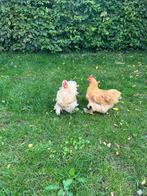 Kippen gratis, cochinkriel haantjes, Dieren en Toebehoren, Pluimvee, Mannelijk, Kip