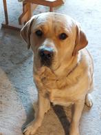 Ter dekking aangeboden, onze labrador golden retriever, Dieren en Toebehoren, Honden | Dekreuen, Particulier, CDV (hondenziekte)