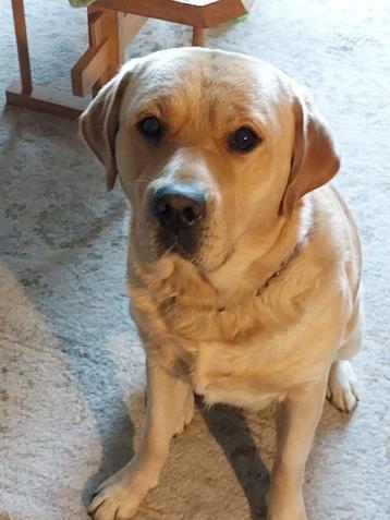 Ter dekking aangeboden, onze labrador golden retriever beschikbaar voor biedingen