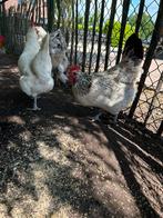 3 witte leghennen, Dieren en Toebehoren, Pluimvee, Vrouwelijk, Kip