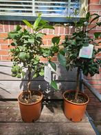 Diverse citrus / sinaasappel / limoen / citroen boompjes, Ophalen, Volle zon, Overige soorten, Minder dan 100 cm