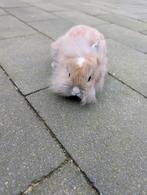 Lief mannetjes konijn 6 weken oud, Dieren en Toebehoren, Konijnen, Mannelijk, Dwerg