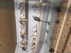 Diamant duiven, Dieren en Toebehoren, Vogels | Duiven, Meerdere dieren, Overige soorten