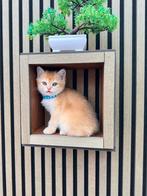 nog een lieve mannentje zoekt naar een gezin, Dieren en Toebehoren, Poes, Gechipt