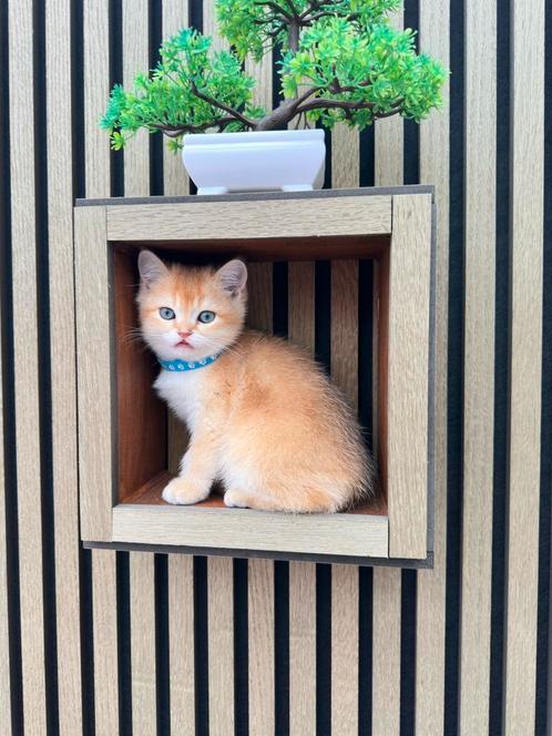 nog een lieve mannentje zoekt naar een gezin, Dieren en Toebehoren, Katten en Kittens | Raskatten | Korthaar, Poes, Gechipt, Ontwormd