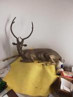 12781)Antiek groot  messing  hert  60x40cm, Ophalen of Verzenden