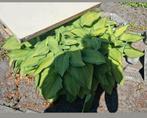Flinke pollen - groepen Hosta's, Tuin en Terras, Planten | Tuinplanten, Ophalen, Vaste plant, Overige soorten, Halfschaduw