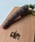 Dropplant zaadjes bio, blue spike / agastache, Ophalen of Verzenden, Volle zon