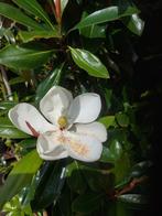 Magnolia grandiflora, Tuin en Terras, Ophalen, Lente, Volle zon, Overige soorten