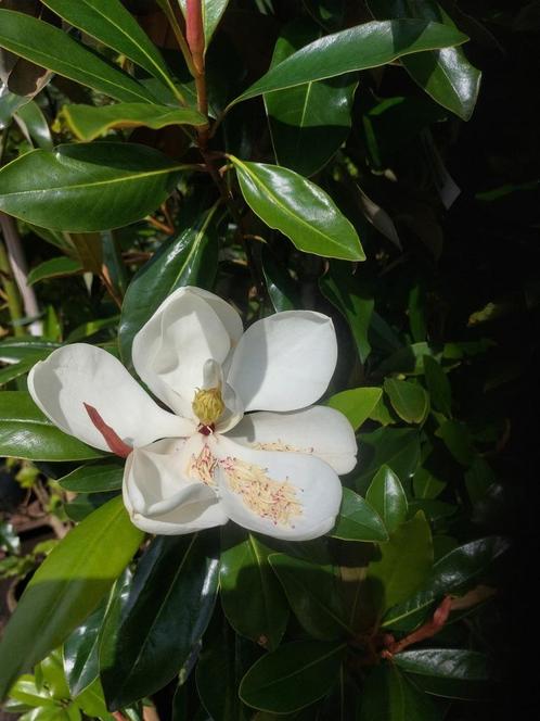 Magnolia grandiflora, Tuin en Terras, Planten | Bomen, Overige soorten, Volle zon, Lente, Ophalen