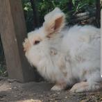 Gecastreerd mannelijk angora konijn gezocht!, Dieren en Toebehoren, Konijnen, Mannelijk, 6 tot 8 jaar