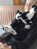 Vanaf half oktober 1 lapjeskitten en 1 zwart wit/kater, Dieren en Toebehoren, Kater, Kortharig, 0 tot 2 jaar