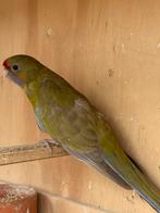 Geelbuik rosella cinnamon, Dieren en Toebehoren, Vrouwelijk, Parkiet