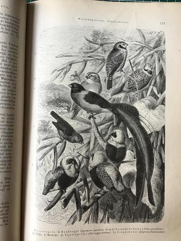 3 delen Het leven der dieren, A.E.Brehm, 95 jaar oud beschikbaar voor biedingen