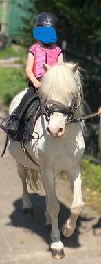 Cremello ruin  voor gezelschap.Licht bereden braaf in omgang, Dieren en Toebehoren, Pony's, Gechipt, Ruin, Niet van toepassing