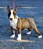 Miniature Bull Terrier FCI - Female, Dieren en Toebehoren, Bull Terriër, België, Rabiës (hondsdolheid), 15 weken tot 1 jaar