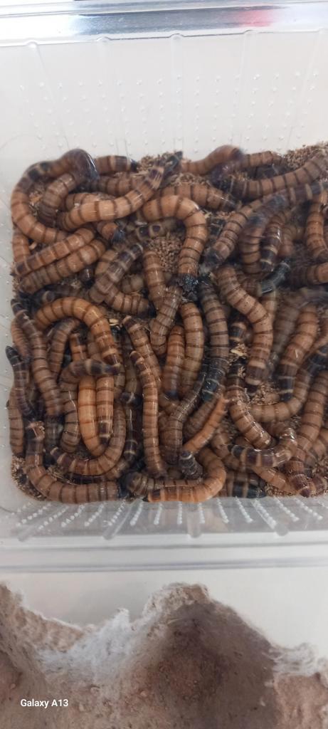Verse zophobas morio, Dieren en Toebehoren, Reptielen en Amfibieën | Toebehoren, Nieuw, Overige typen, Ophalen