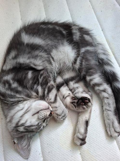 Kittens maincoon mix 12 weken oud, Dieren en Toebehoren, Katten en Kittens | Raskatten | Korthaar, Meerdere dieren, Ingeënt