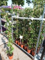 Toscaanse Jasmijn (klimplant) 160-180 cm, Tuin en Terras, Planten | Tuinplanten, Vaste plant, Klimplanten, Ophalen