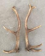Edelhert / Hert gewei / stang (60 cm) per stuk, Verzamelen, Dierenverzamelingen, Ophalen of Verzenden, Gebruikt, Hert, Gewei of Kop