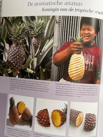 Fruit en groente (bijzonder kookboek) beschikbaar voor biedingen