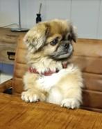Pekinees adopteren, Rabiës (hondsdolheid), Geslacht onbekend, Eén hond, Pekingees of Dwergspaniel