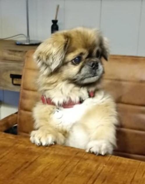 Pekinees adopteren, Dieren en Toebehoren, Honden | Chihuahua's en Gezelschapshonden, Geslacht onbekend, Pekingees of Dwergspaniel