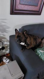 Pocket Bully, Dieren en Toebehoren, Honden | Bulldogs, Pinschers en Molossers, Rabiës (hondsdolheid), Overige rassen, 1 tot 2 jaar