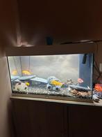 Aquarium - Cichliden, Dieren en Toebehoren, Ophalen, Zo goed als nieuw