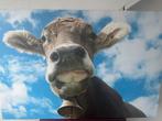 Canvas Schilderij Koe, Ophalen, 50 tot 75 cm, 75 tot 100 cm, Print