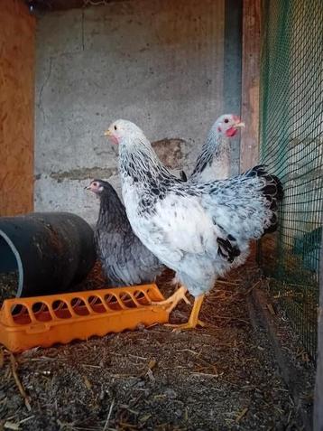 3 jonge hennen krielkippen Wyandotte kruising  beschikbaar voor biedingen
